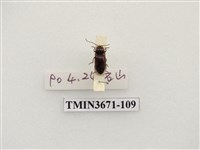 藏品(叩頭蟲(2))的圖片